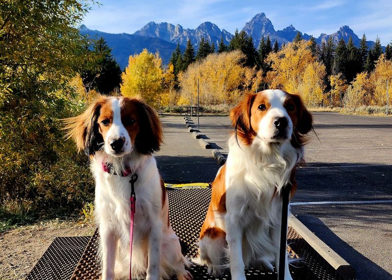 Kooikerhondje