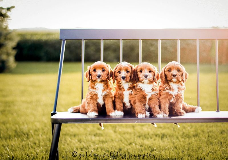 Cavapoo