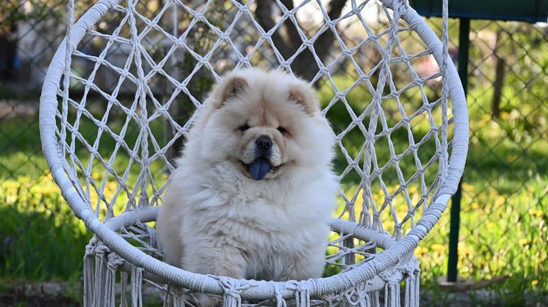 Chow Chow