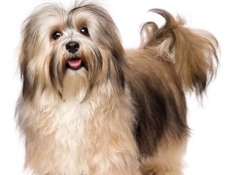 Havanese