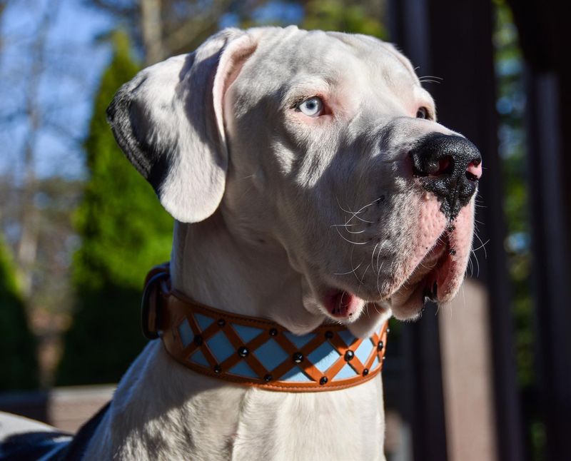 Great Dane