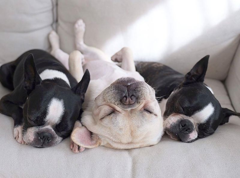 Boston Terrier