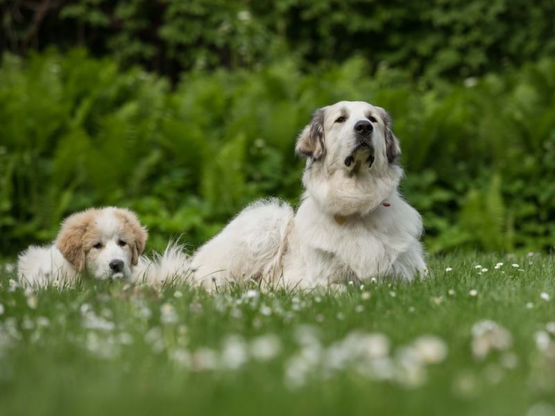 Great Pyrenees