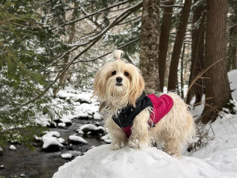 Havanese
