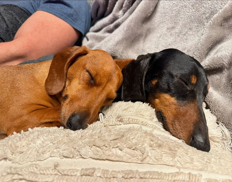 Dachshund