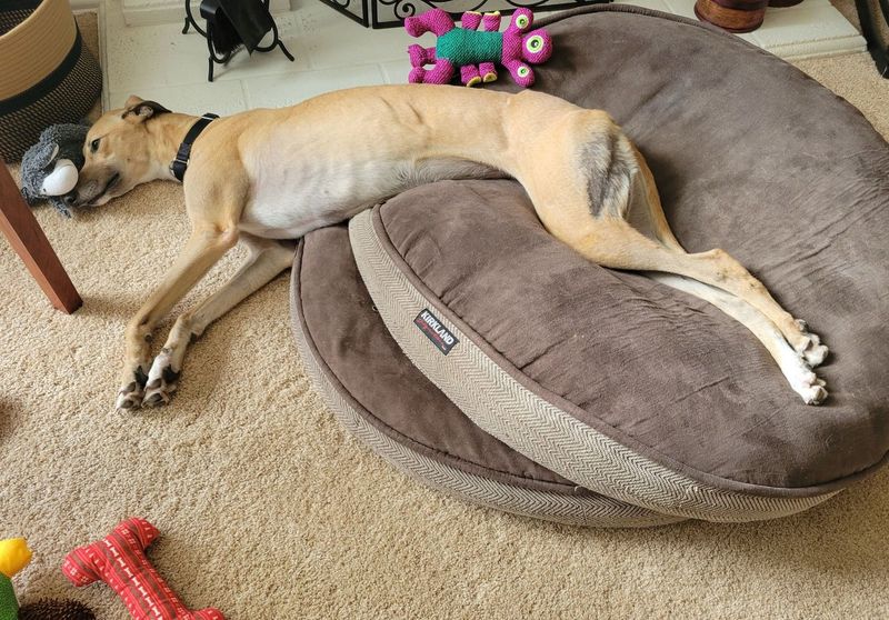 Greyhound