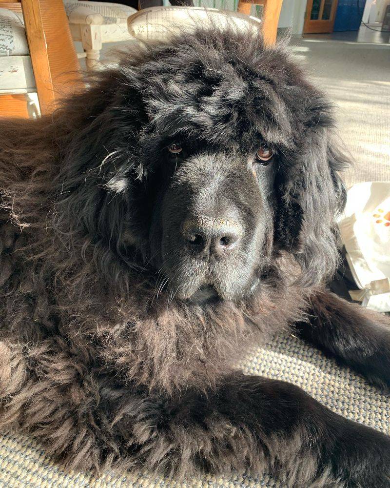 Newfoundland