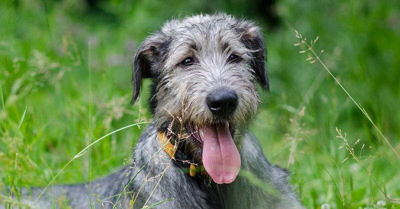 Irish Wolfhound