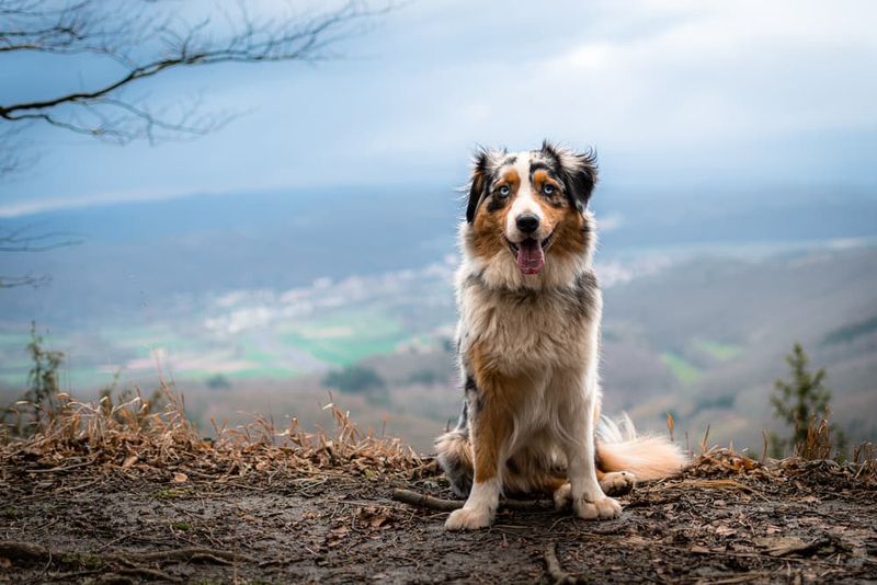 Australian Shepherd