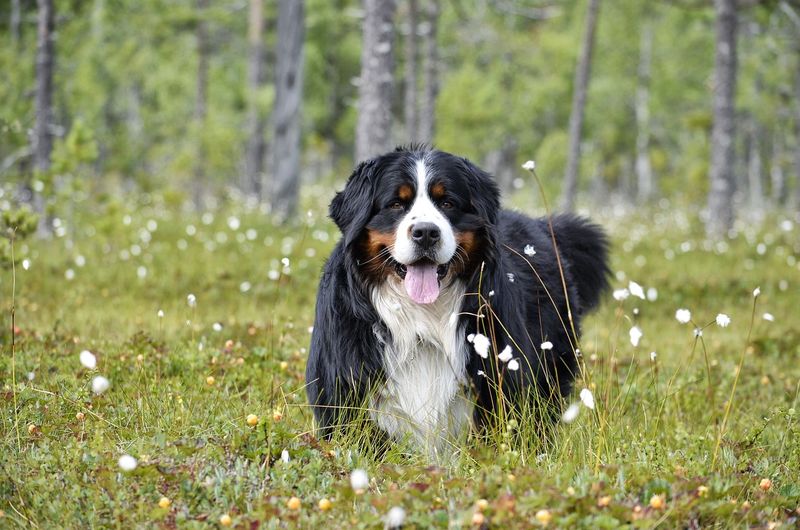 Bernese Mountain Dog