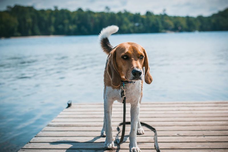 Beagle