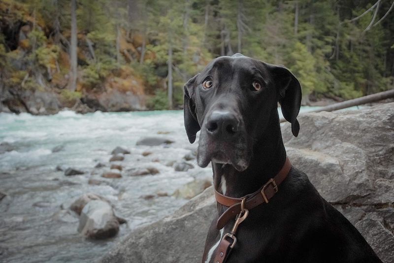 Great Dane