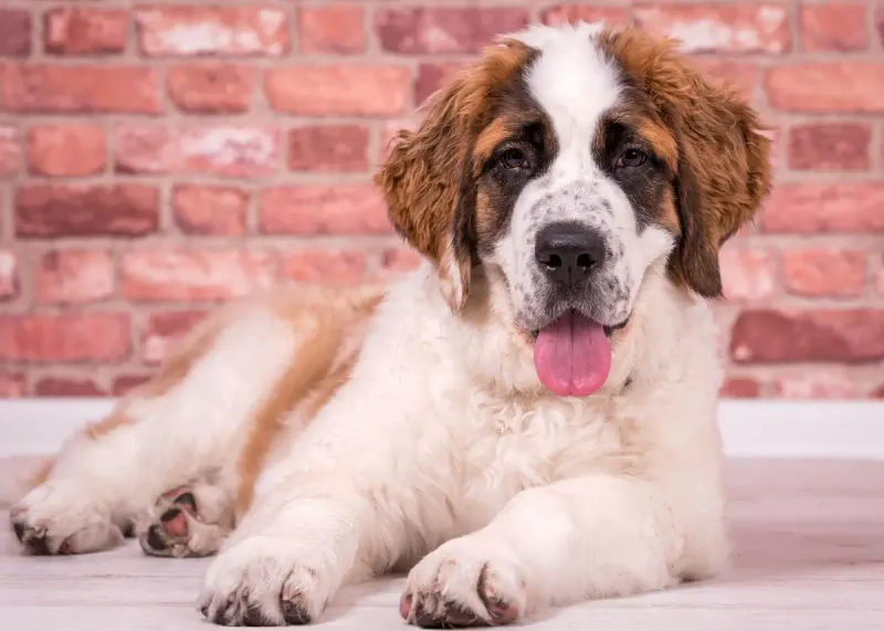 St. Bernard