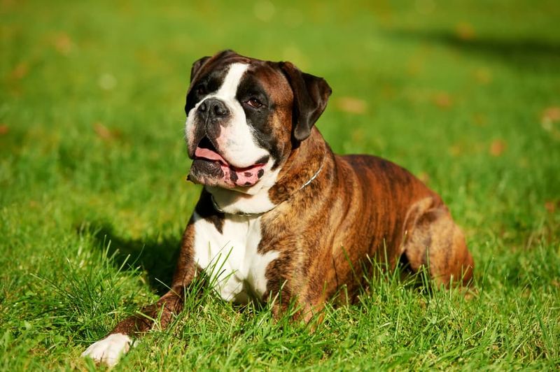 Boxer