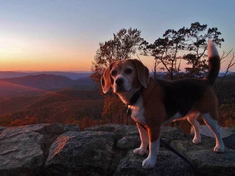 Beagle