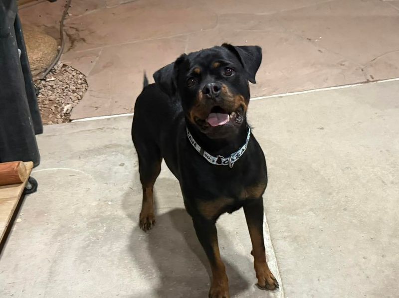 Rottweiler