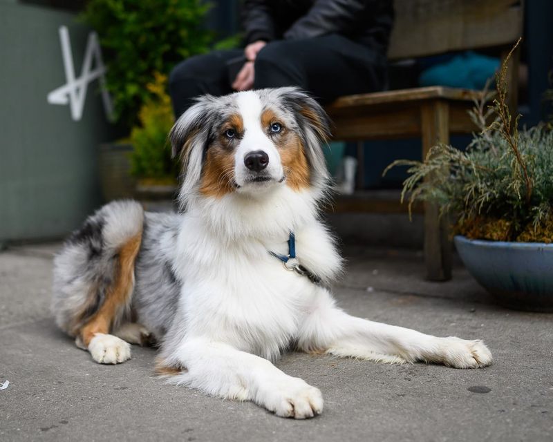 Australian Shepherd