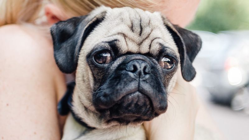 Pug