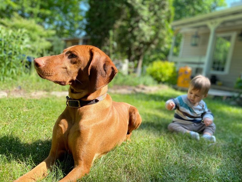 Vizsla