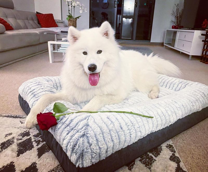Samoyed