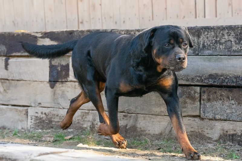 Rottweiler