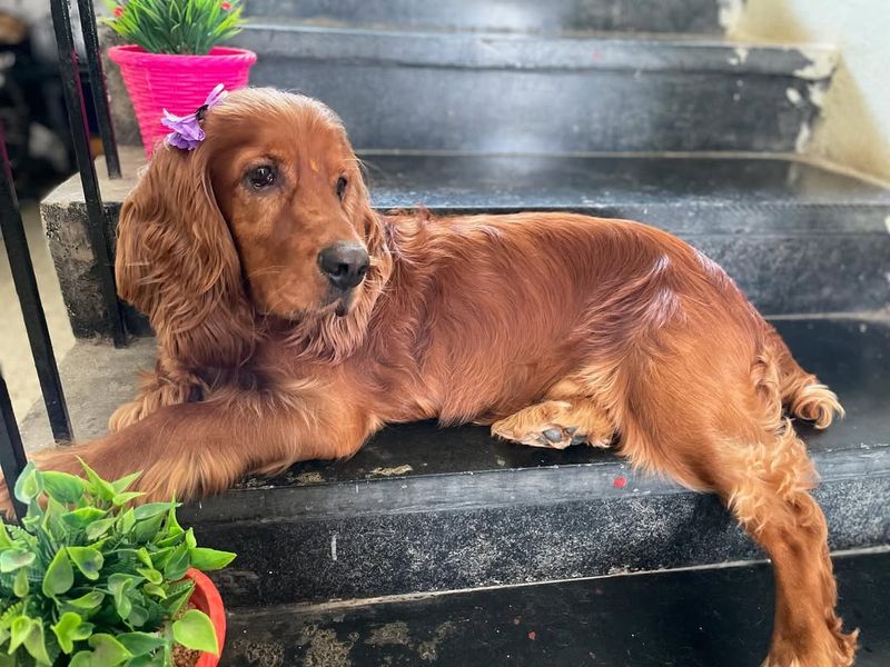 Cocker Spaniel