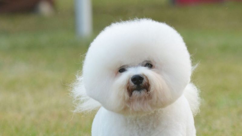 Bichon Frise