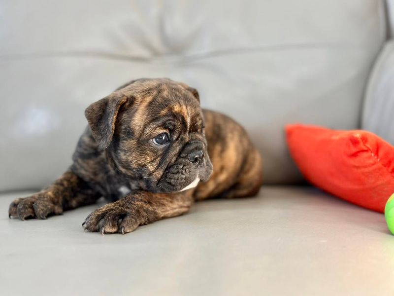 Bulldog