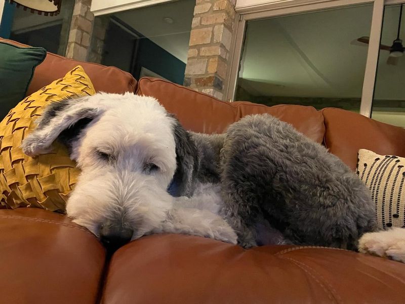 Old English Sheepdog