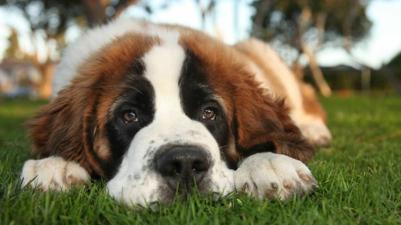 Saint Bernard