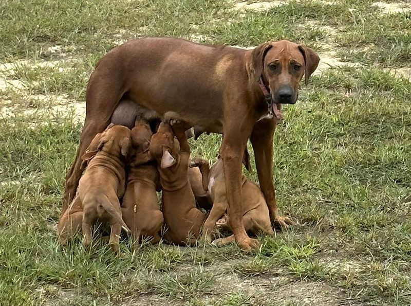Rhodesian Ridgeback
