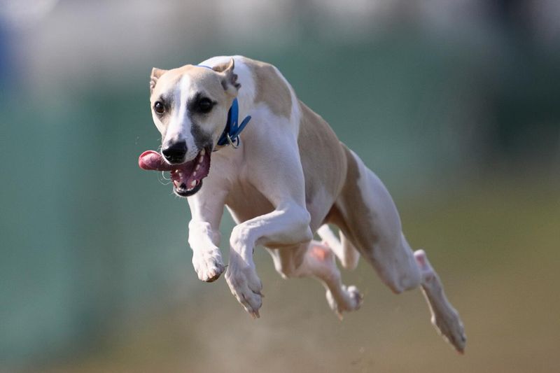 Whippet