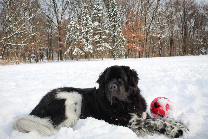 Newfoundland