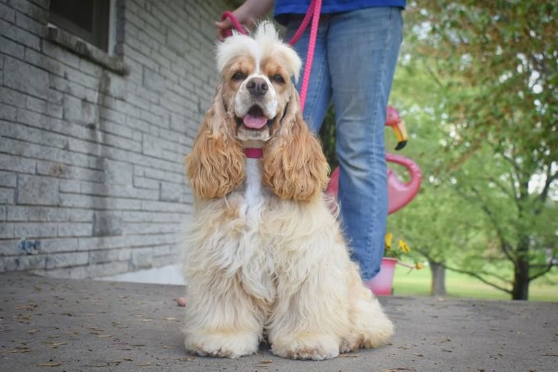 Cocker Spaniel