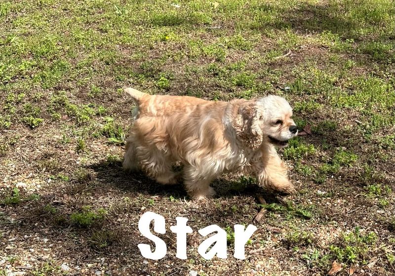 Cocker Spaniel