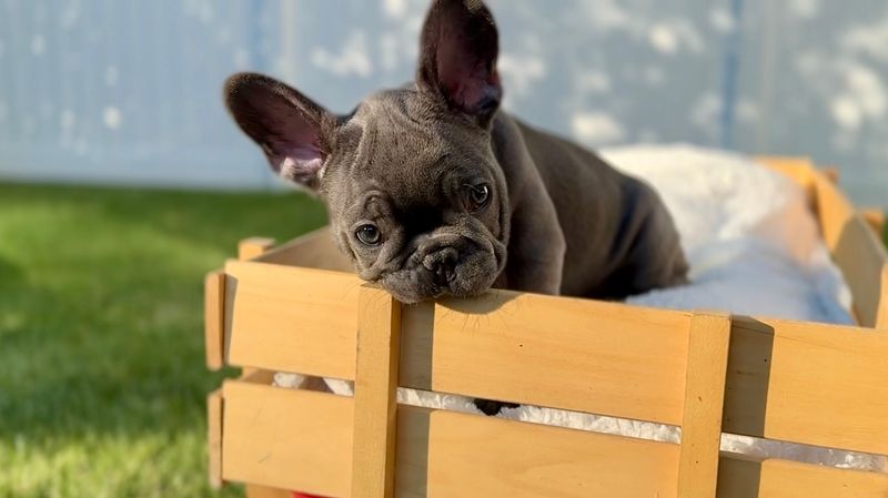 French Bulldog