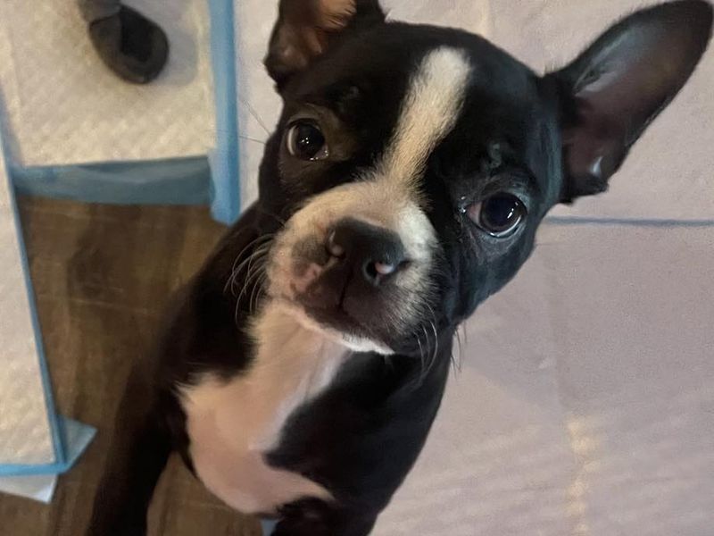 Boston Terrier