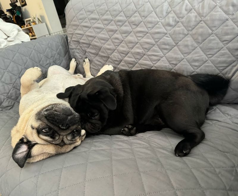 Pug