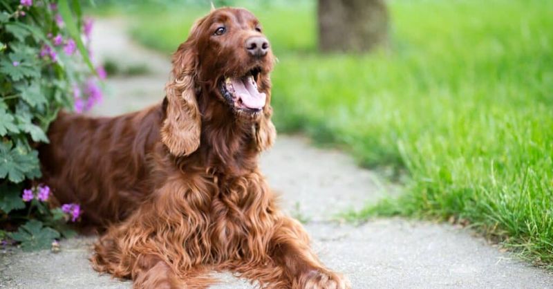 Irish Setter