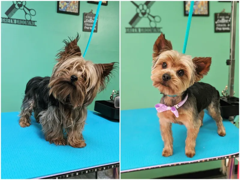 Yorkshire Terrier