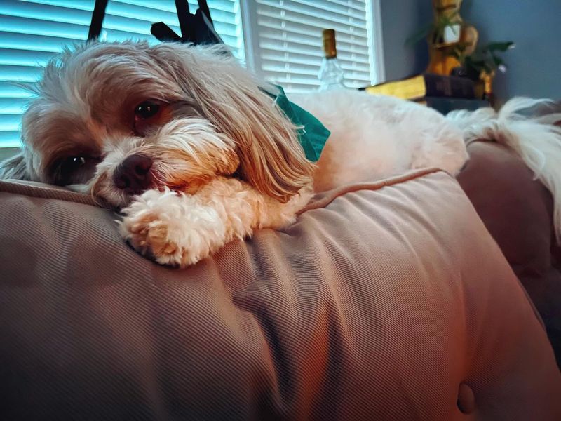 Maltese