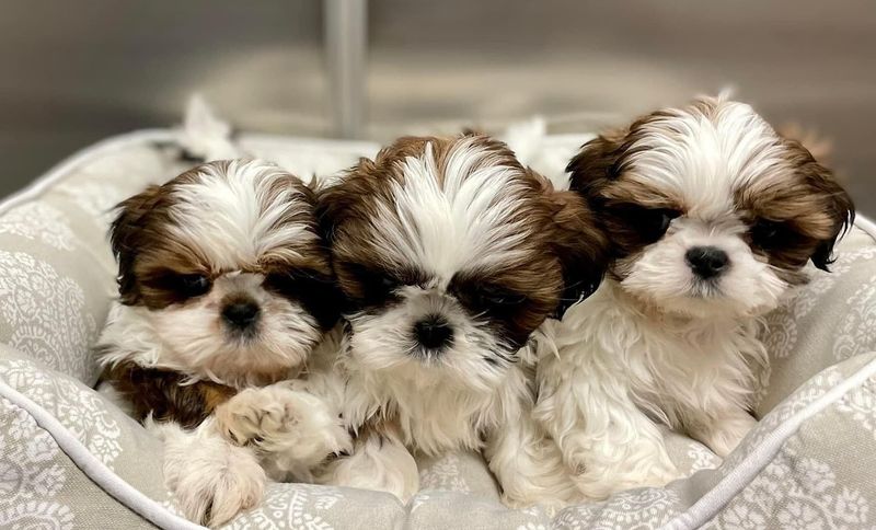 Shih Tzu