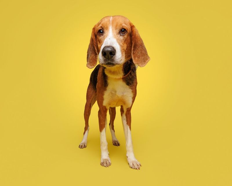 Beagle