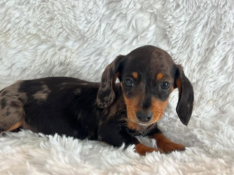 Dachshund