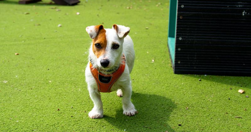 Jack Russell Terrier