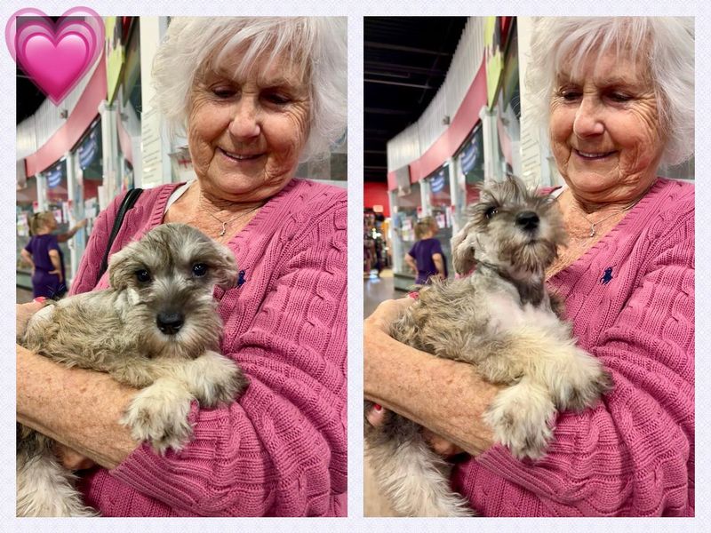 Miniature Schnauzer