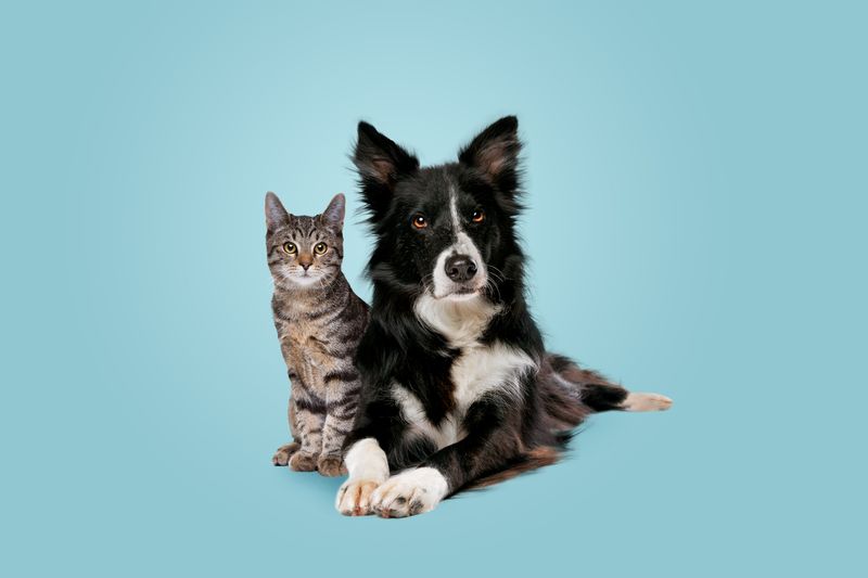 Collie