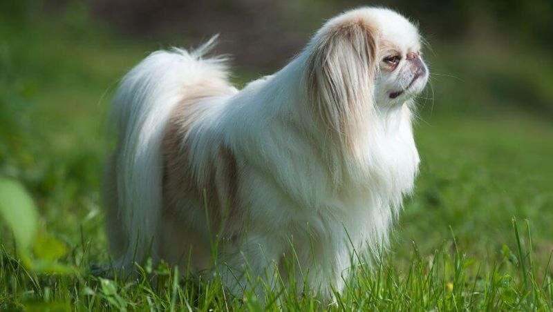 Japanese Chin