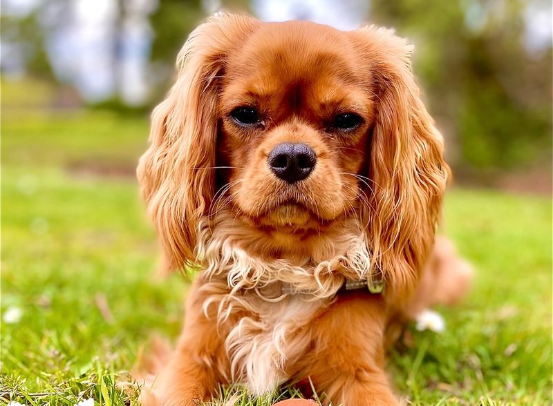 Cavalier King Charles Spaniel