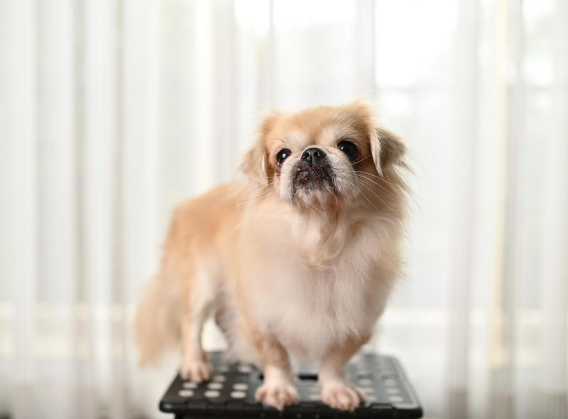 Pekingese